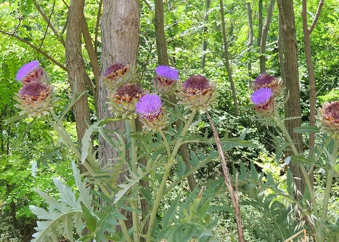 Διαμέρισμα Antonela&andrej Privlaka (Zadar)